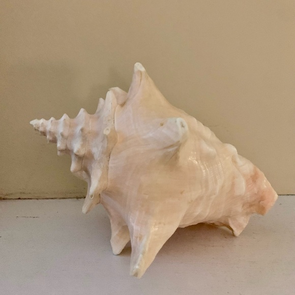 📌 Large Queen Conch Shell - Picture 3 of 5